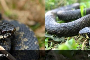 Kako razlikovati pregruje?